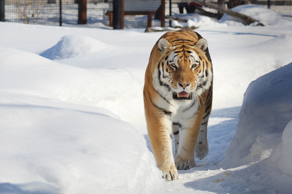 Amur Tiger walking in the snow